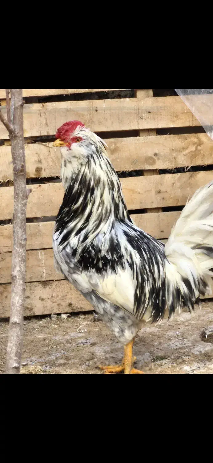 خروس طوسی|حیوانات مزرعه|اصفهان, دانشگاه اصفهان|دیوار