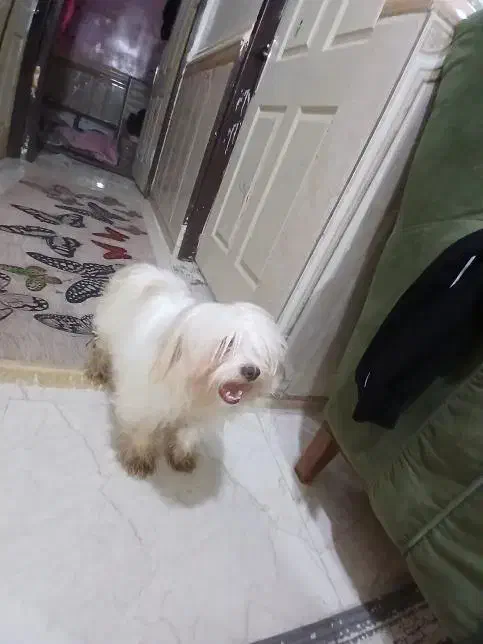 سگ شیتزوتریر|سگ|اهواز, سپیدار|دیوار