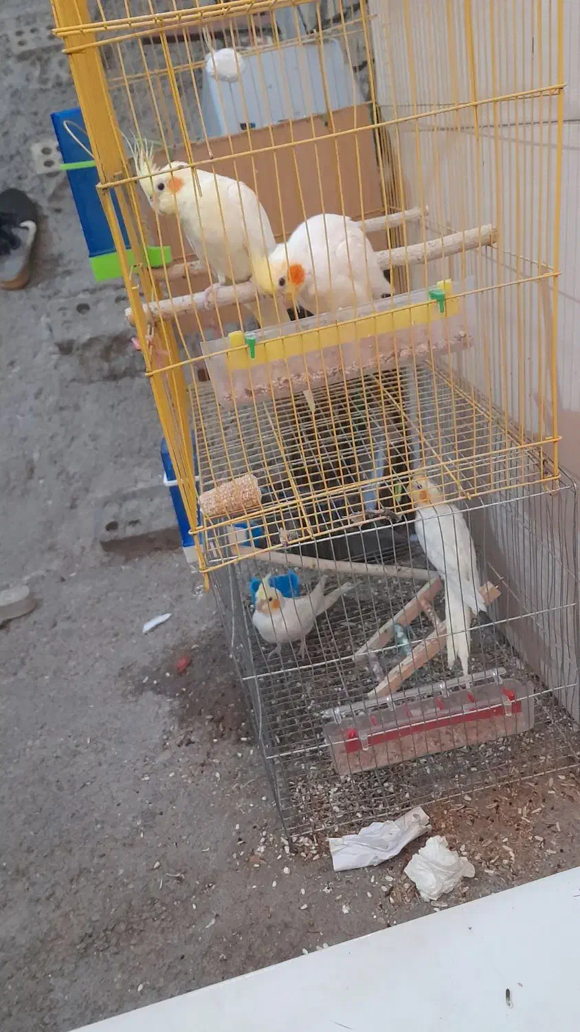 دوجفت عروس هلندی|پرنده|دزفول, |دیوار