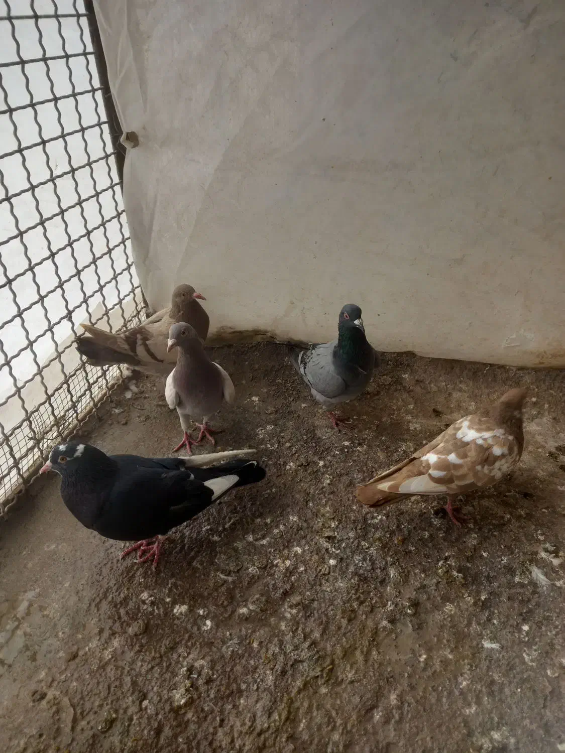 کبوتر|پرنده|قزوین, |دیوار