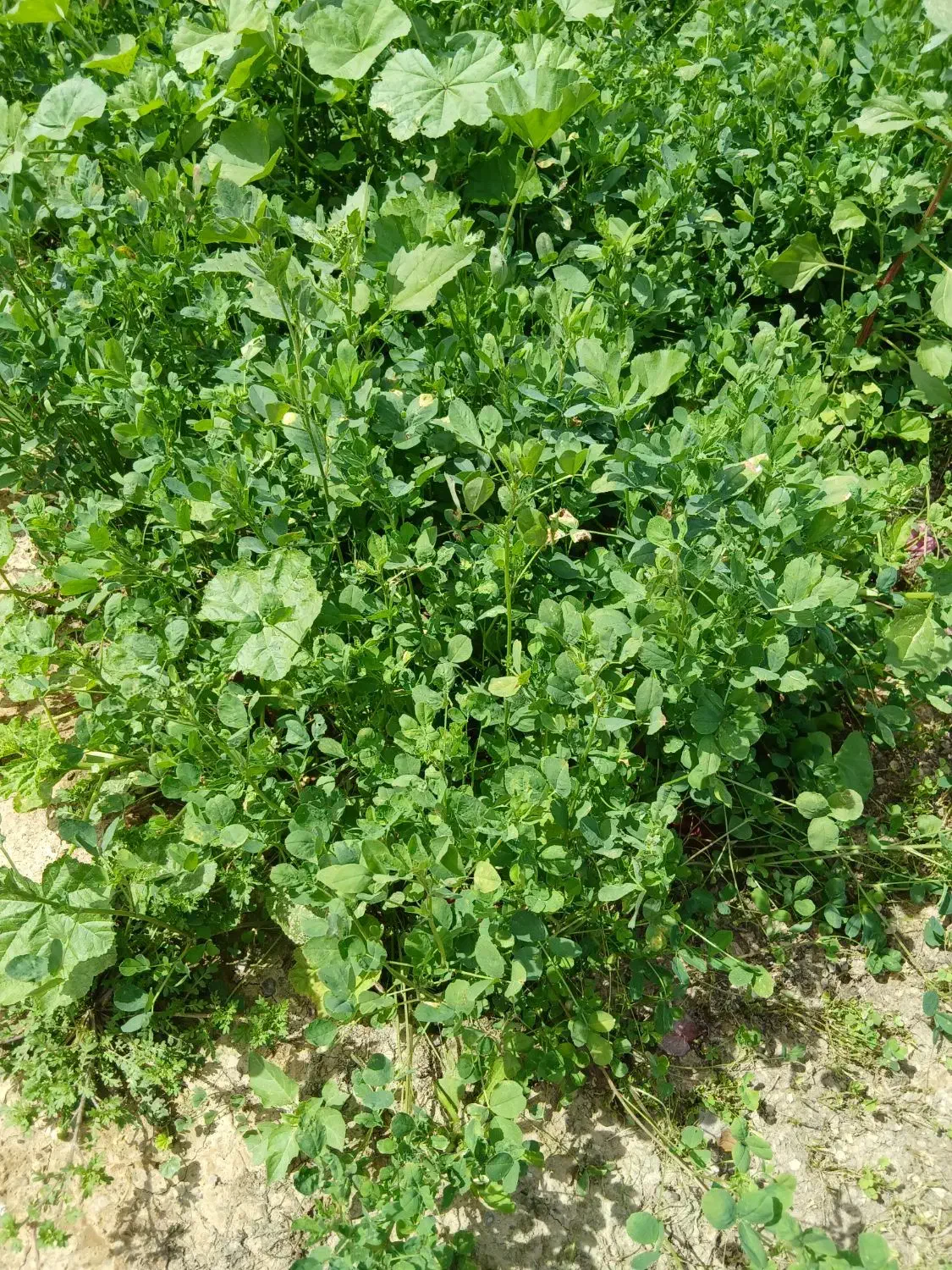یونجه|گل و گیاه طبیعی|شوشتر, |دیوار