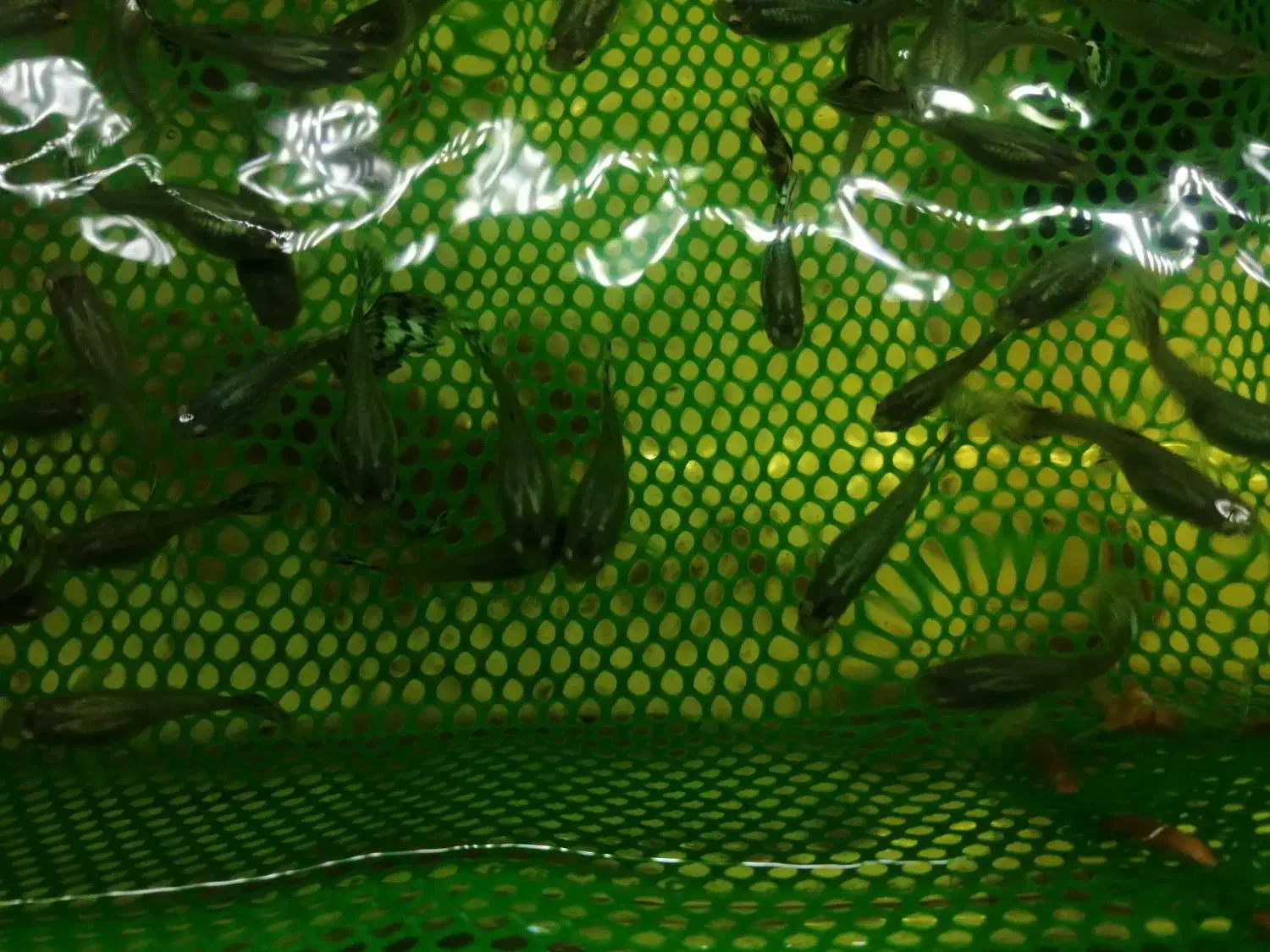 ماهی گوپی|ماهی|سمنان, |دیوار