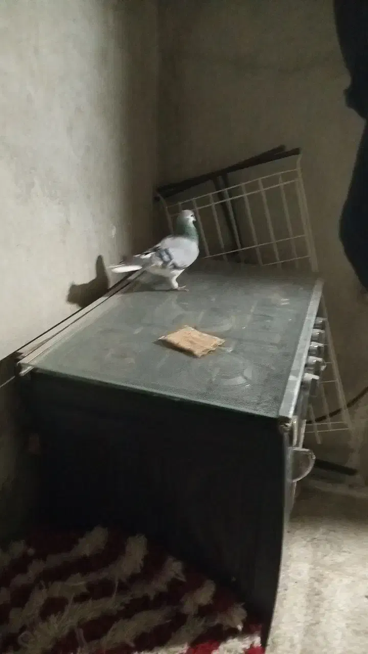 کبوتر|پرنده|محمدیه-قزوین, |دیوار