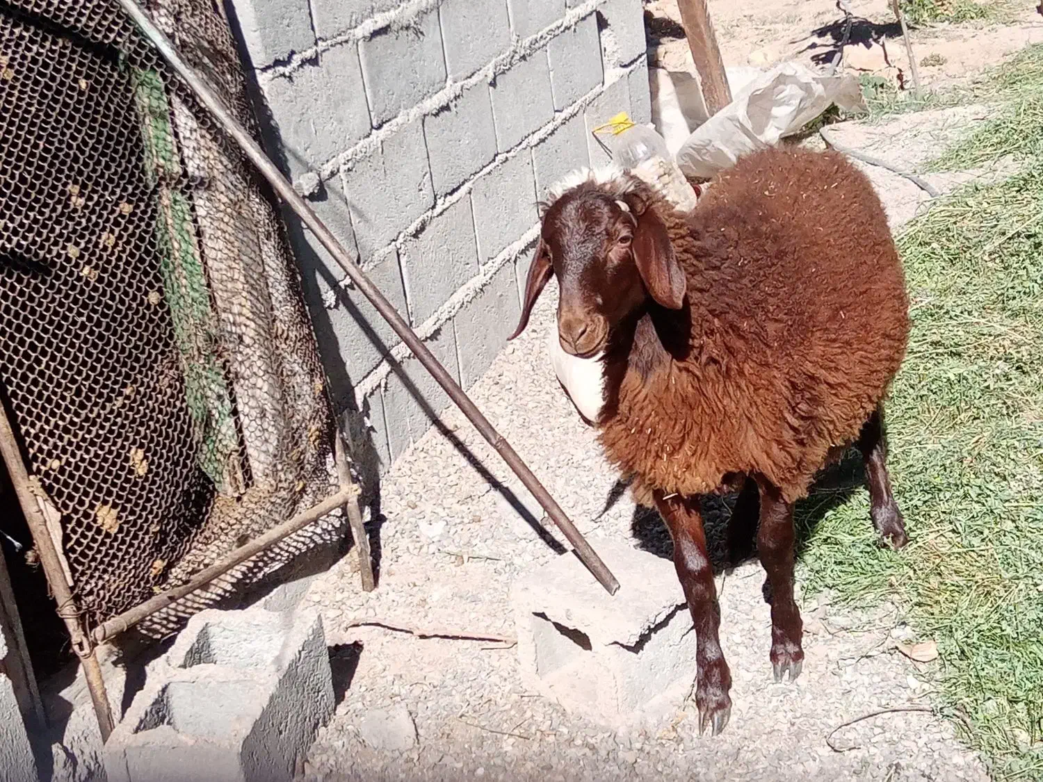 بره قوچی هترو|حیوانات مزرعه|کوهسرخ, |دیوار