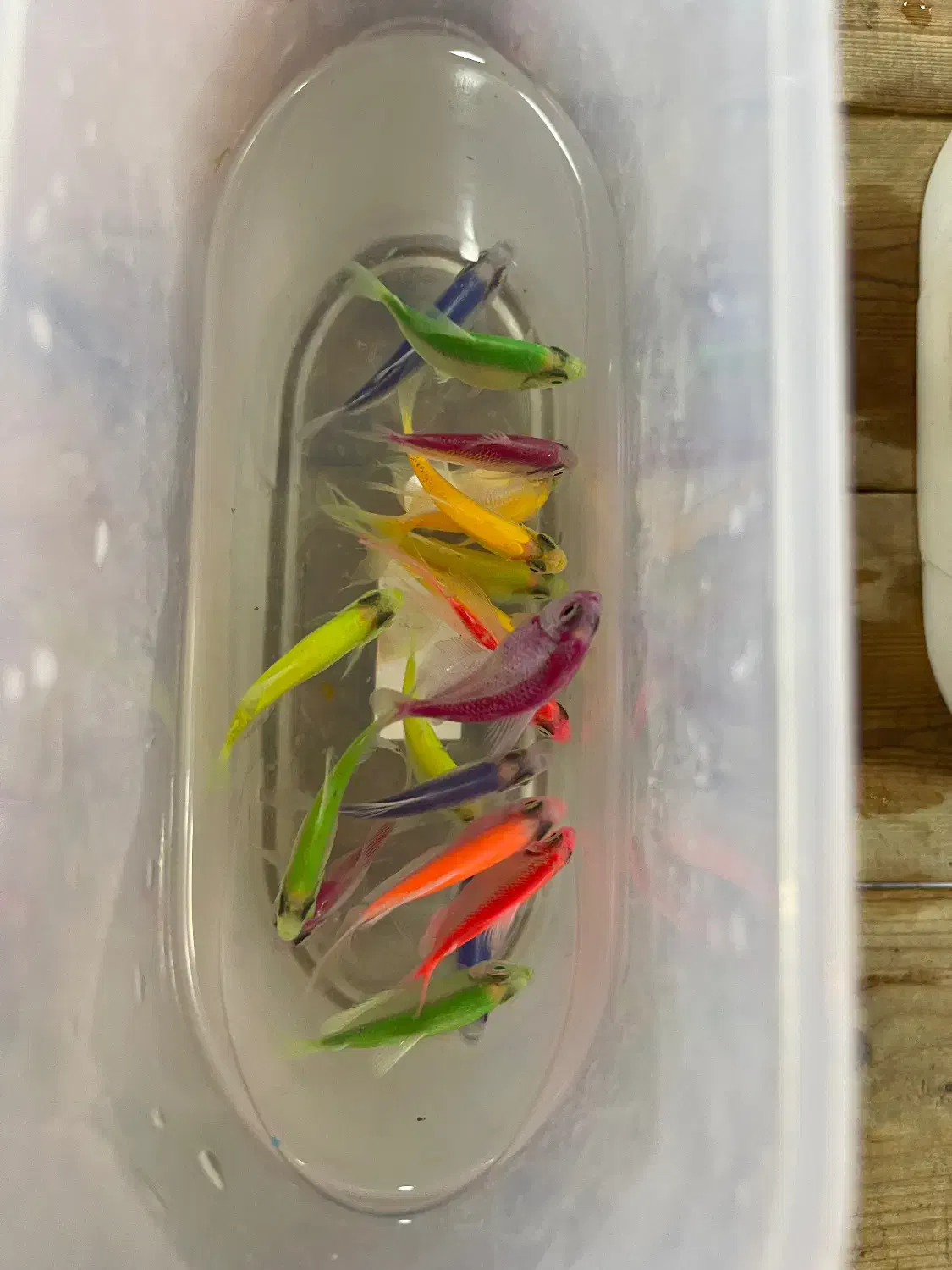 اکواریوم و ماهی و لوازمات|ماهی|بندر ماهشهر, |دیوار