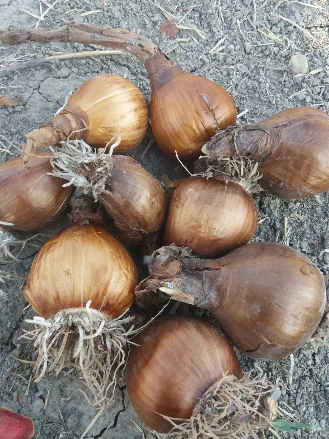 پیازچه|گل و گیاه طبیعی|معمولان, |دیوار