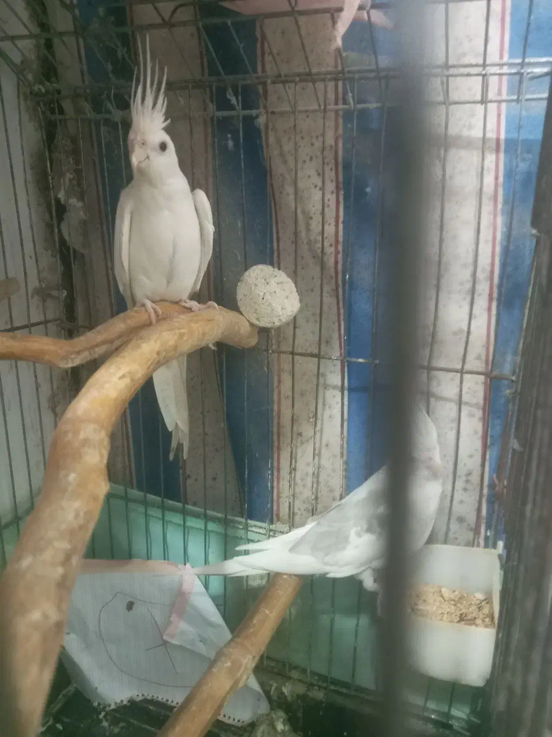 جفت عروس البینو|پرنده|رشت, جماران|دیوار