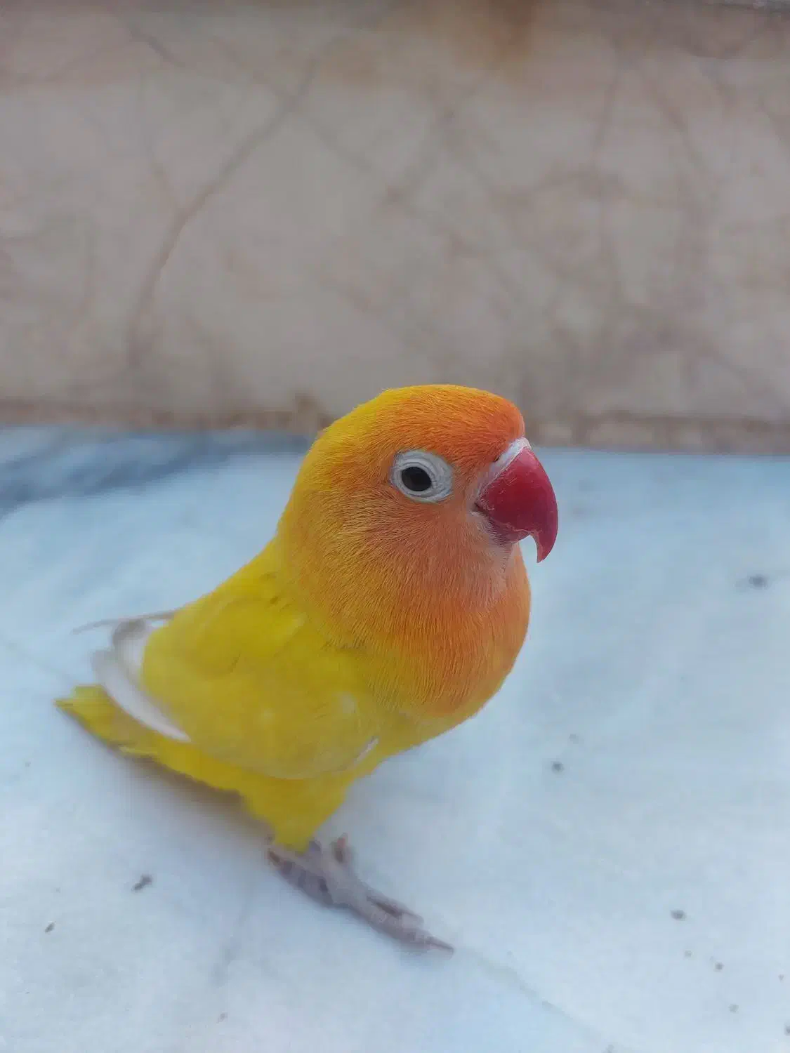 کوتوله برزیلی|پرنده|سبزوار, زینبیه|دیوار