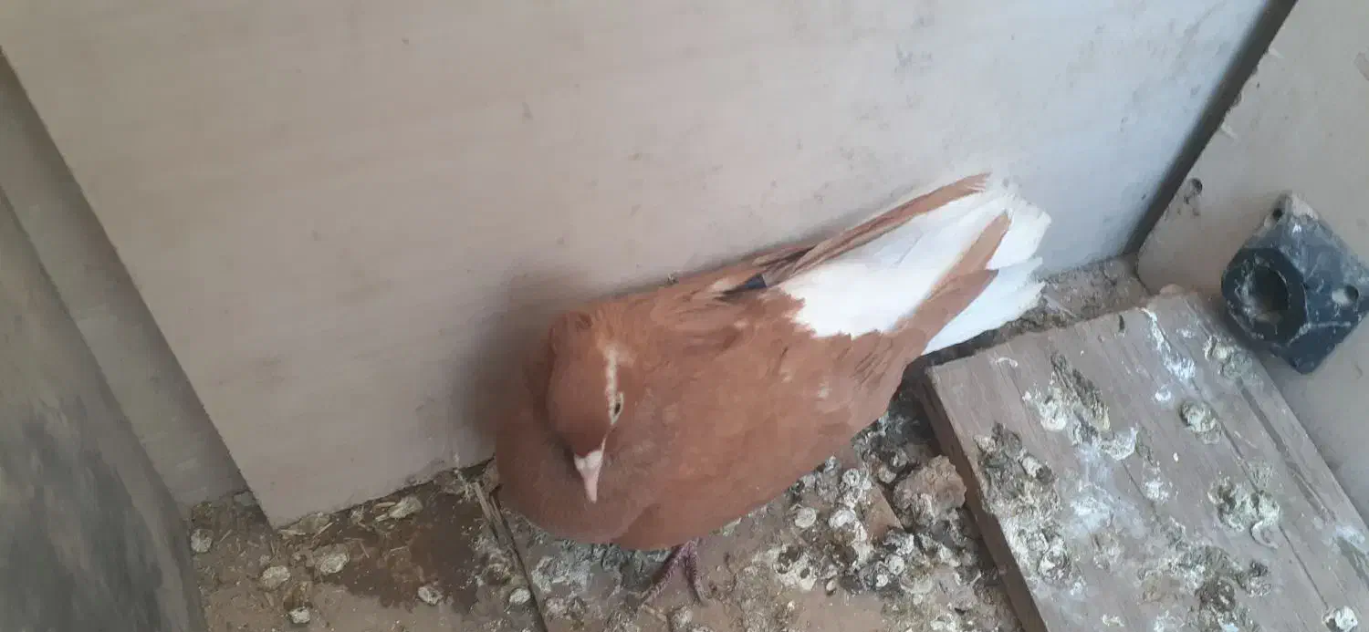 سرخ دمسفید|پرنده|بهبهان, |دیوار