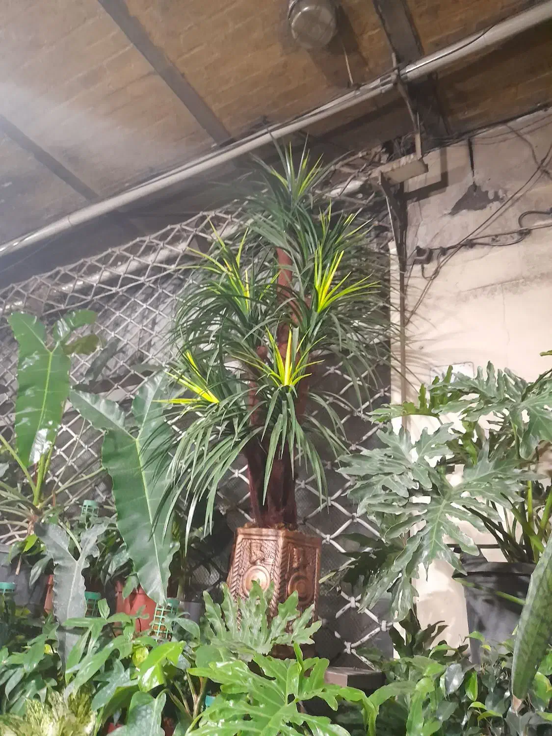 درخت مصنوعی|گل مصنوعی|تهران, امیریه|دیوار