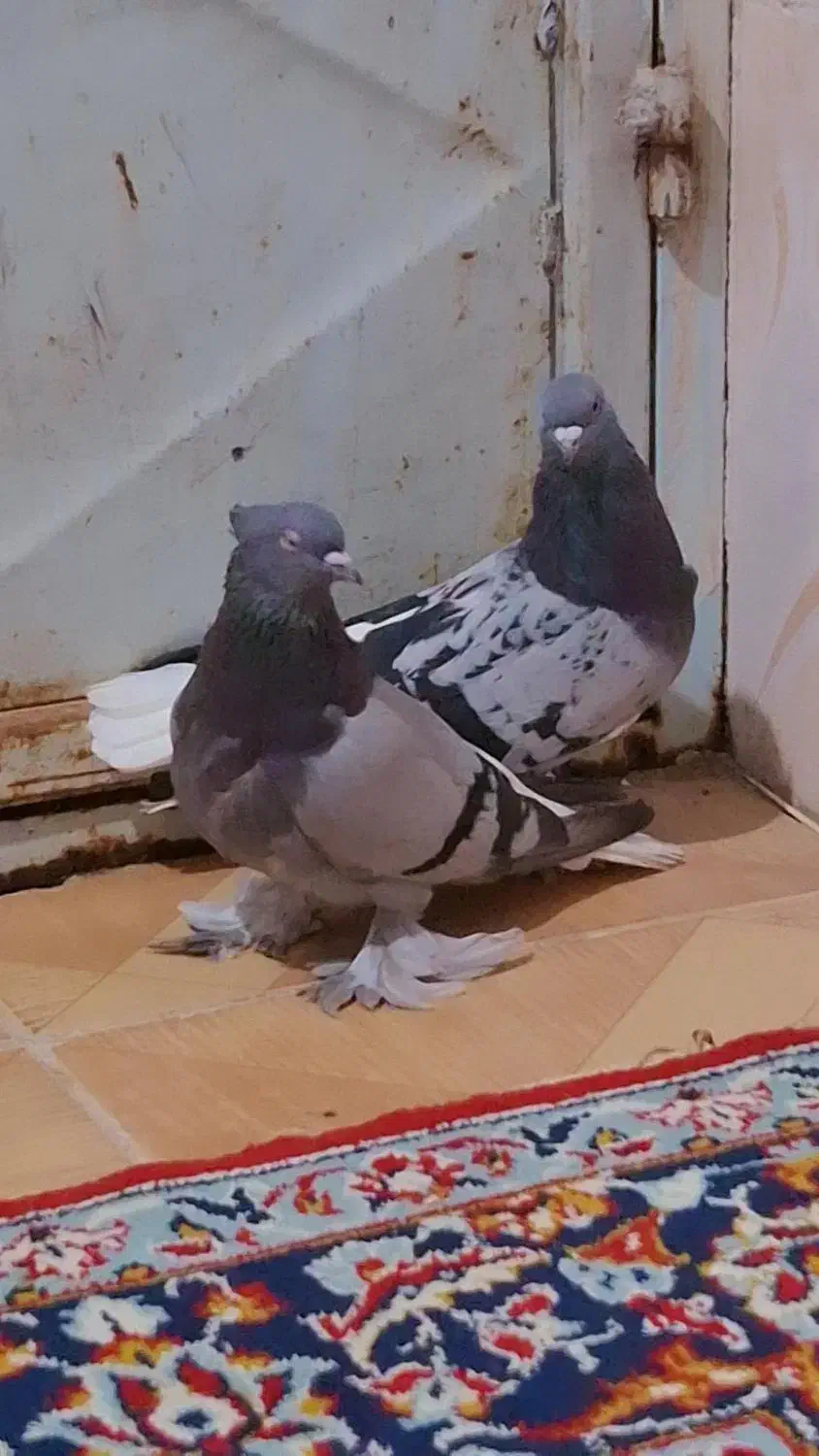 سبز دم سفید|پرنده|بهبهان, |دیوار