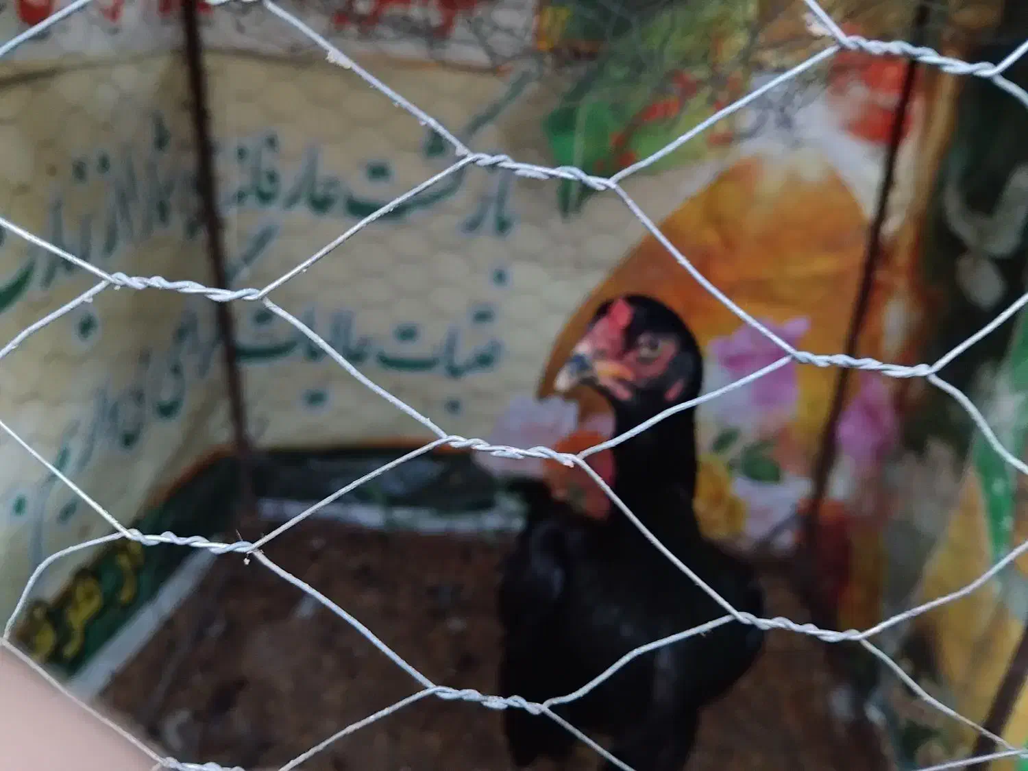 مرغ لاری اصیل|حیوانات مزرعه|بیله سوار, |دیوار