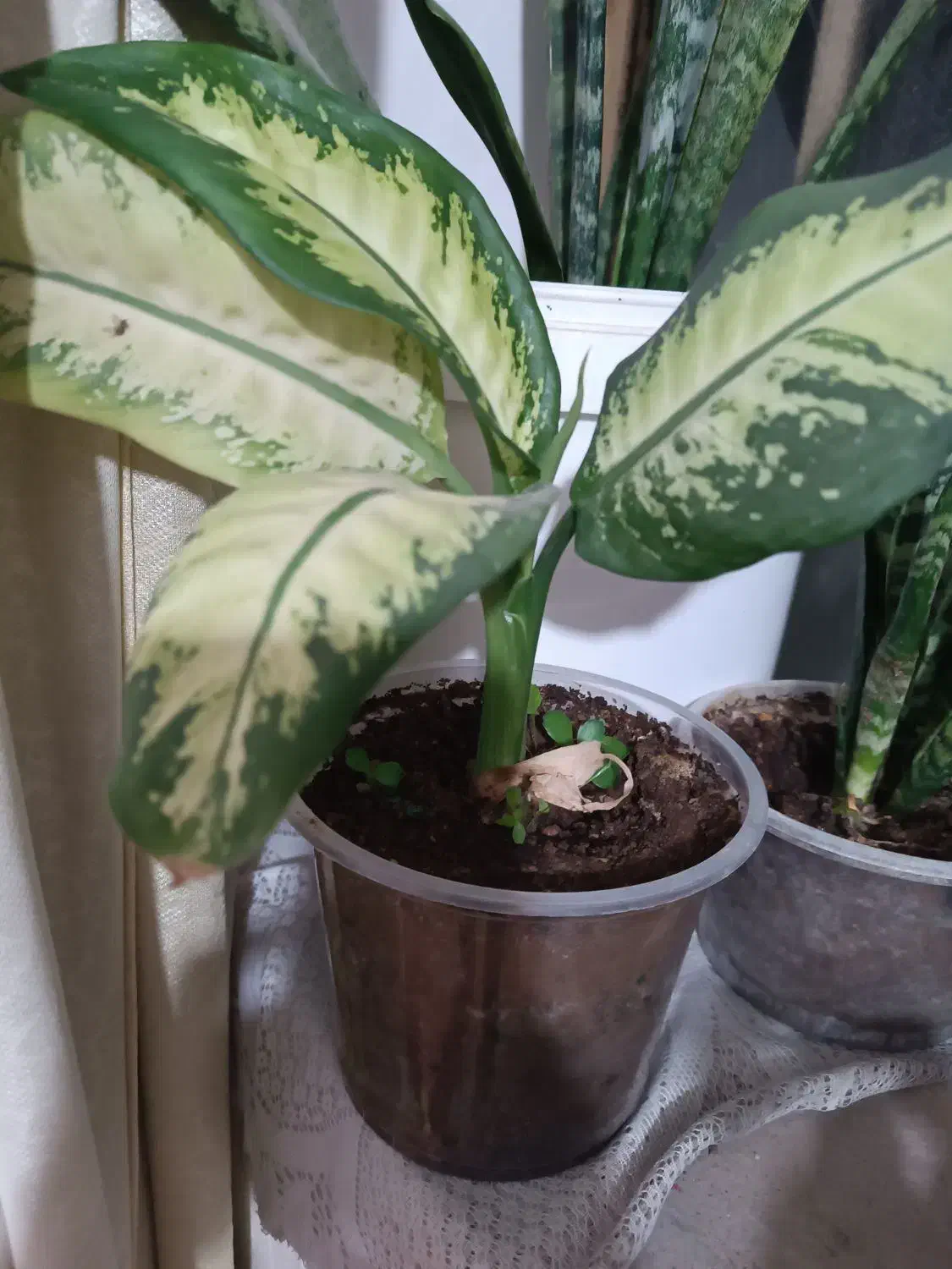 گل وگیاه طبیعی|گل و گیاه طبیعی|دهدشت, |دیوار