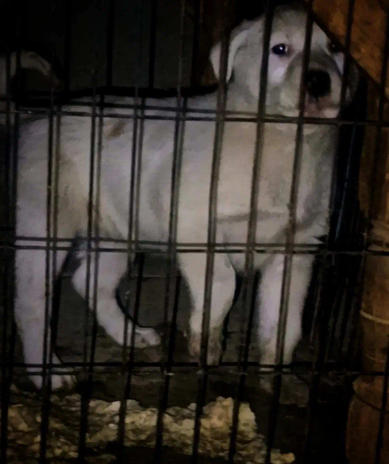 سگ سگ|سگ|بروجرد, |دیوار