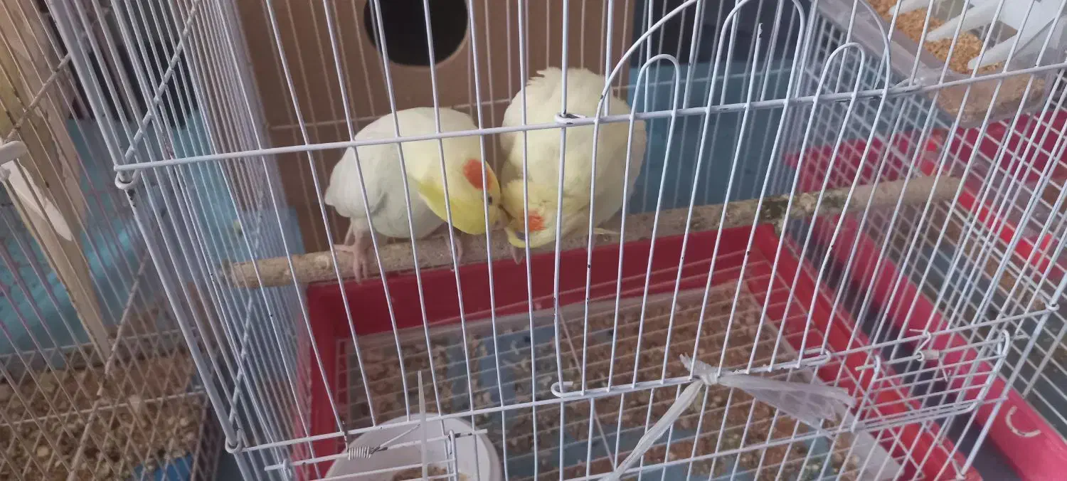 عروس هلندی مولد|پرنده|مینودشت, |دیوار