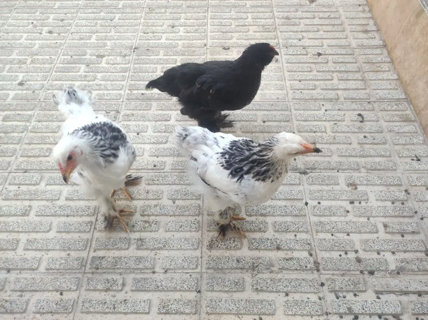 مرغ و خروس|حیوانات مزرعه|مرند, |دیوار