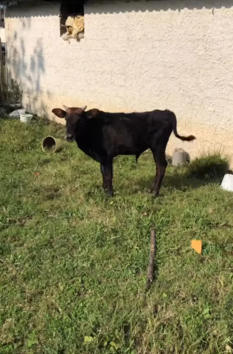 ورزا گوساله|حیوانات مزرعه|چالوس, |دیوار