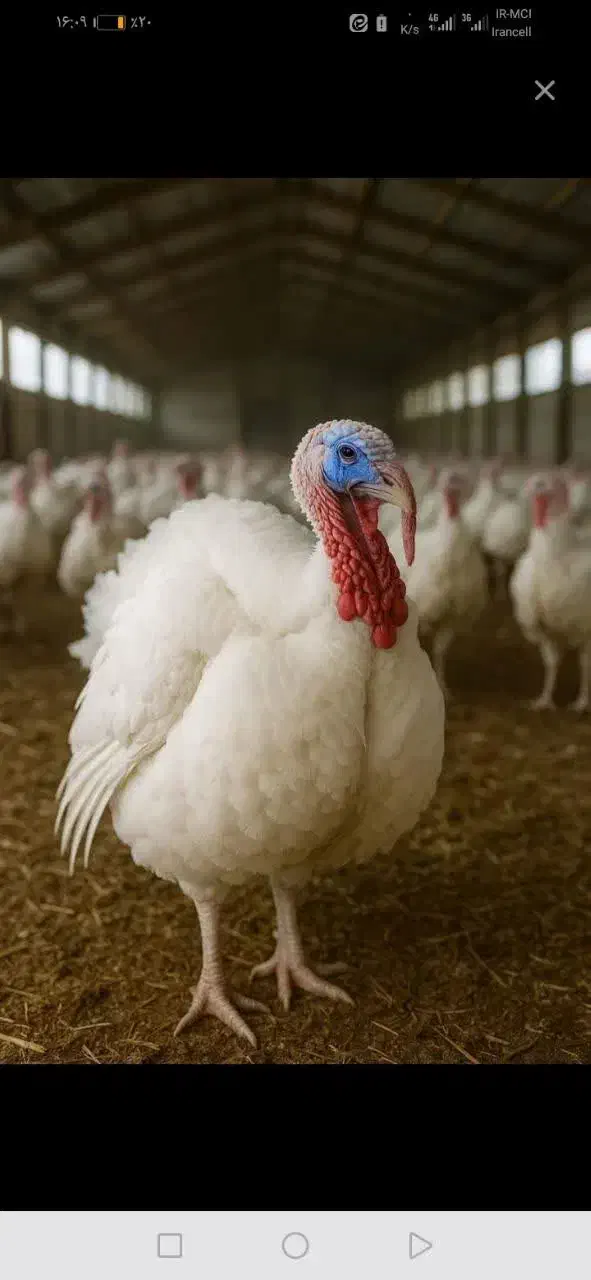 گوشت بوقلمون تازه وارگانیک|خوردنی و آشامیدنی|بسطام, |دیوار