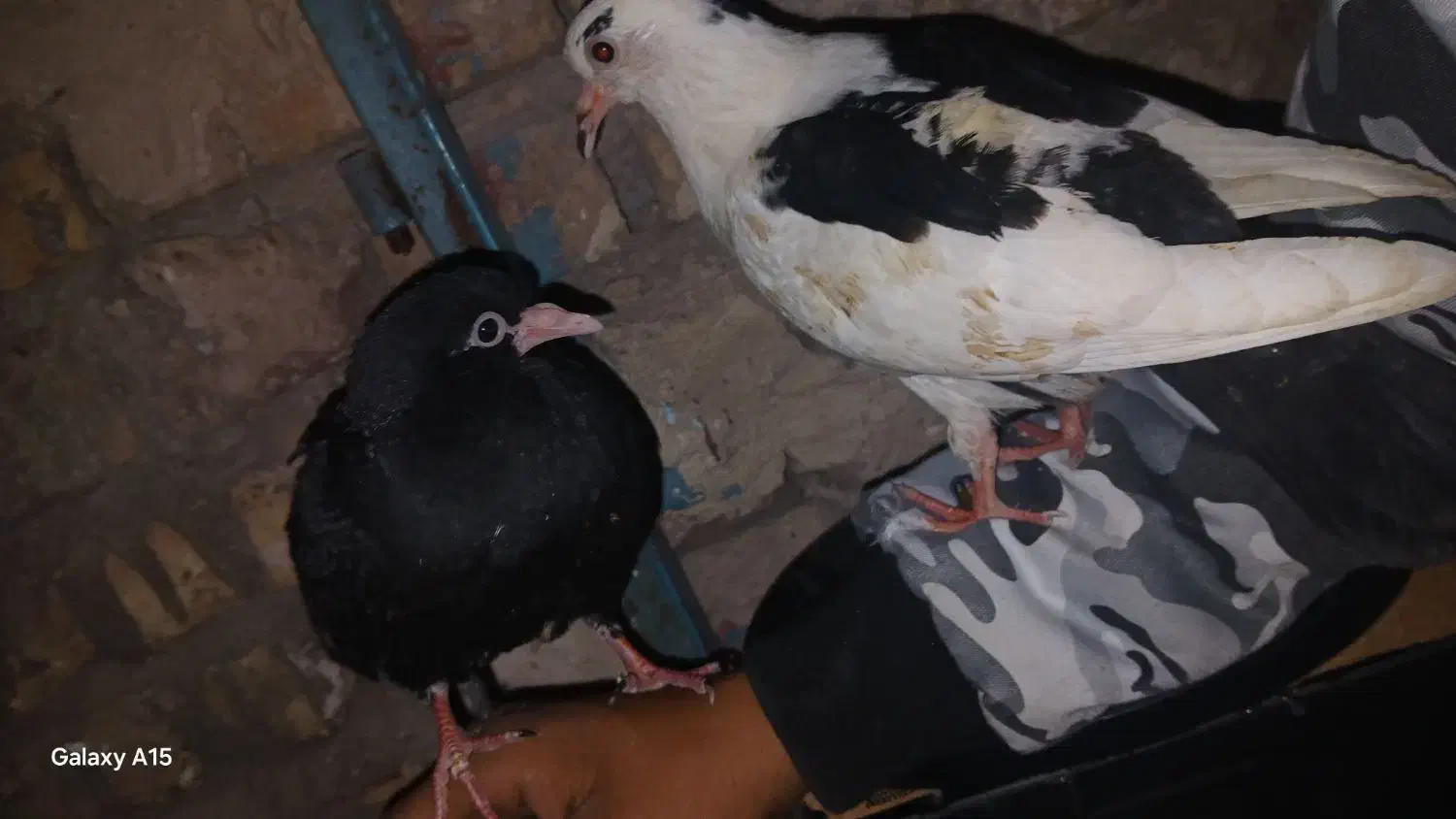 جوجه دستی|حراج|رفسنجان, |دیوار