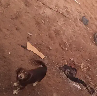 سگ پاپی ماده|سگ|تربت جام, جامرود|دیوار