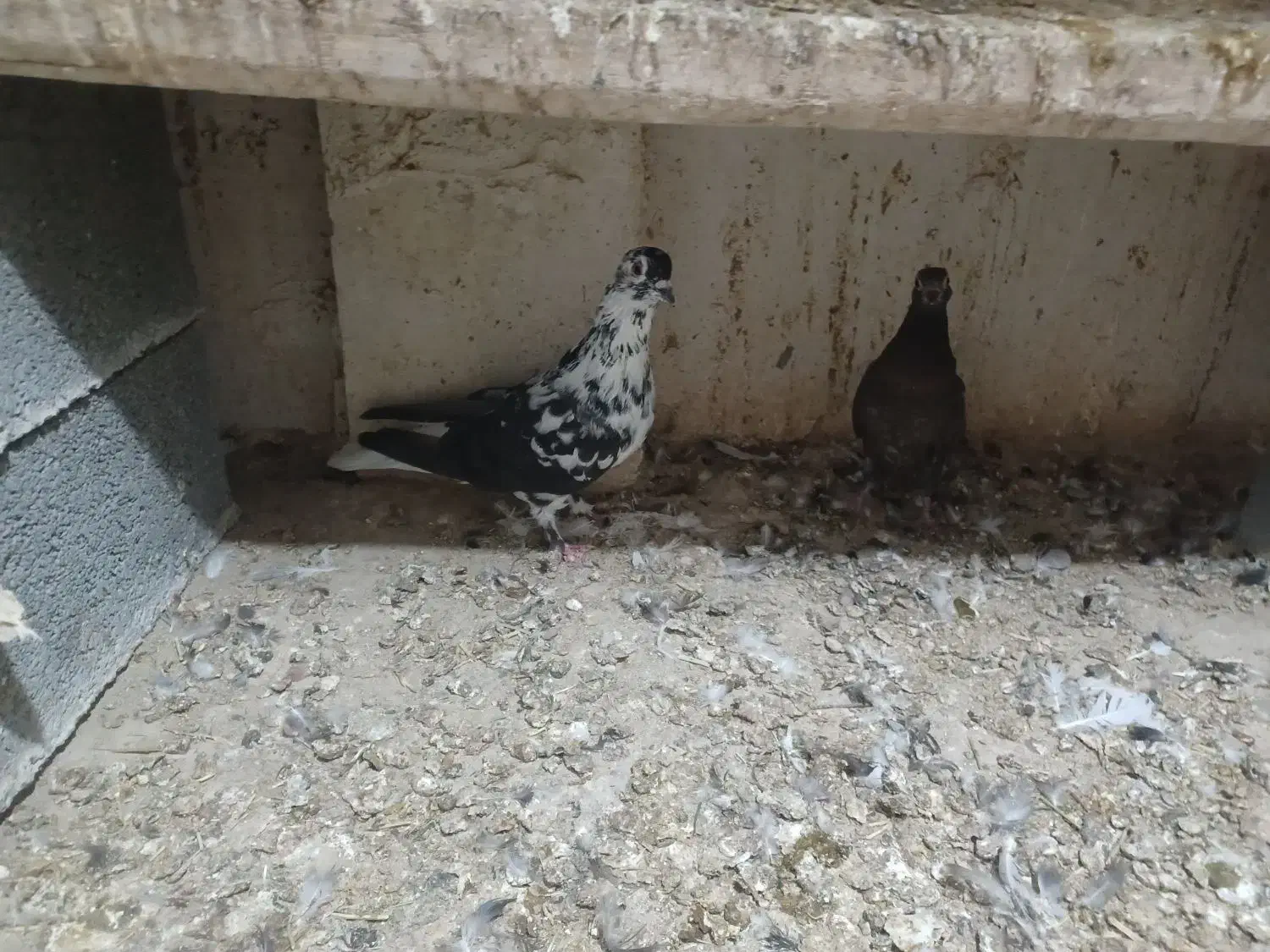 کبوتر فروشی|پرنده|شیروان (خراسان), |دیوار