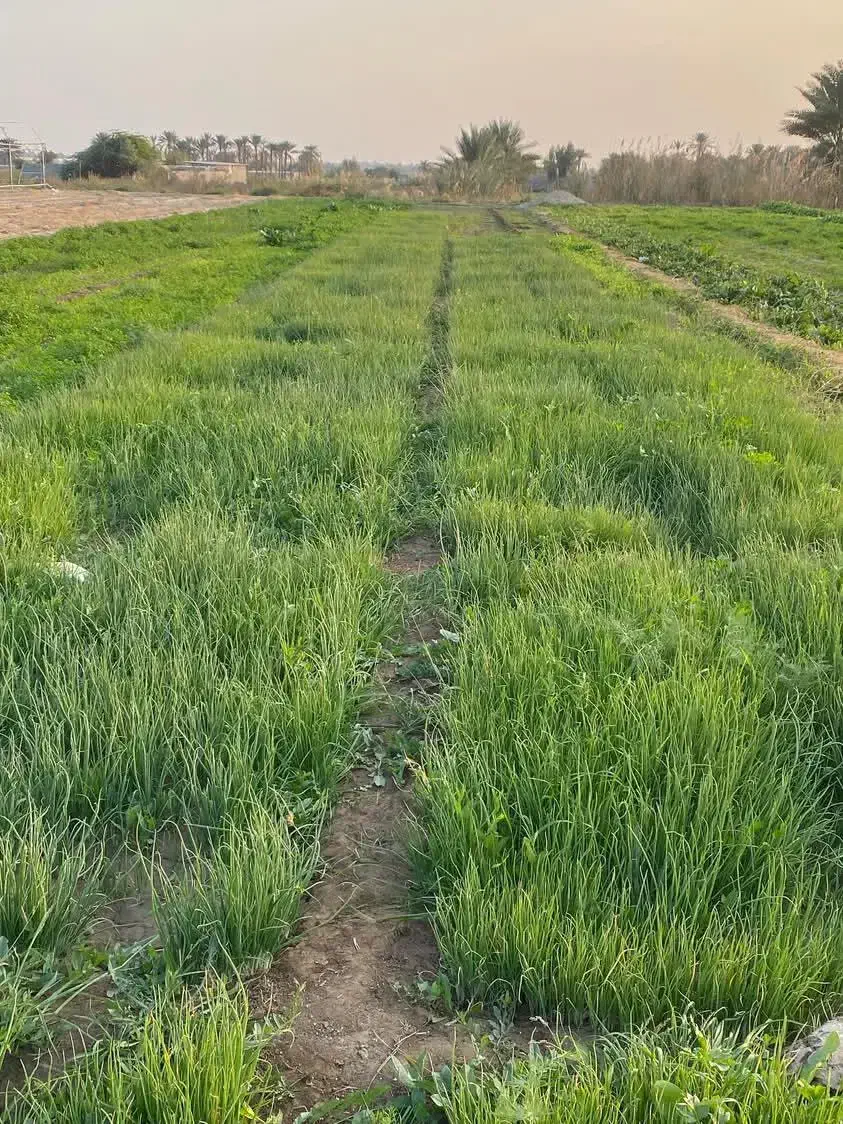 نهال پیاز دستگیری مینروای سفید برفی|گل و گیاه طبیعی|جیرفت, |دیوار