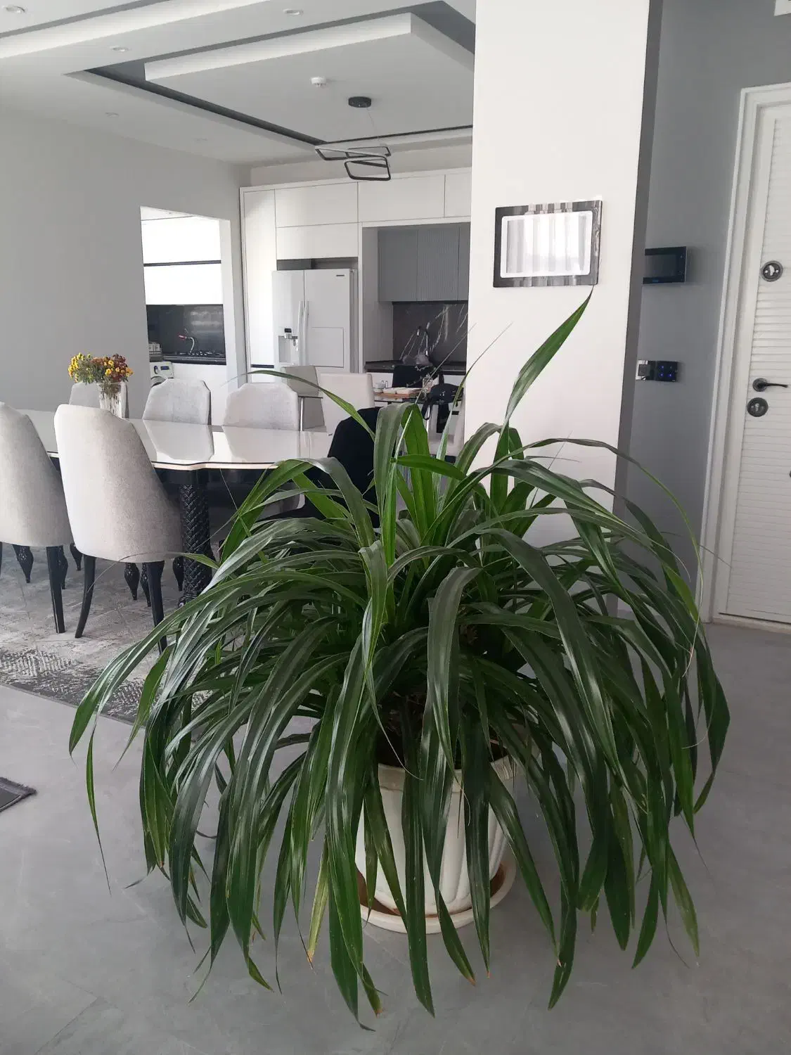 گل پاندانوس|گل و گیاه طبیعی|مشهد, شهید رضوی|دیوار