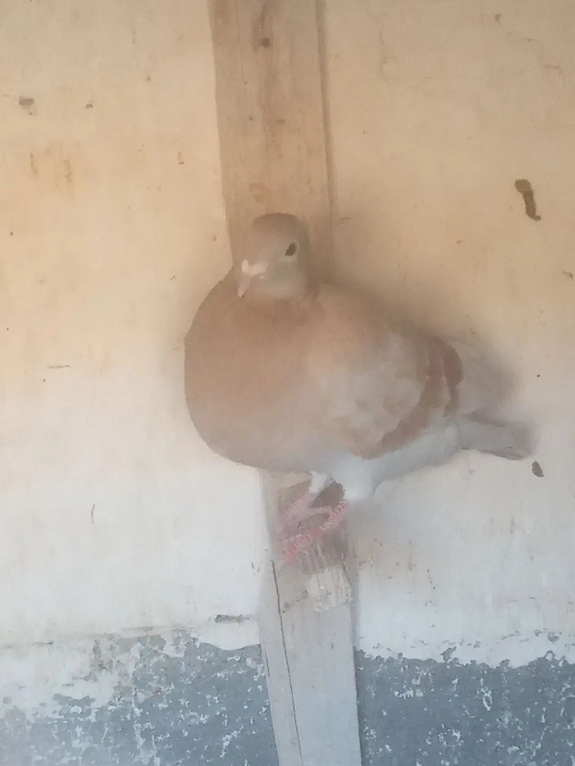 کبوتر صیداوقون طوقی|پرنده|مشهد, شهید قربانی|دیوار