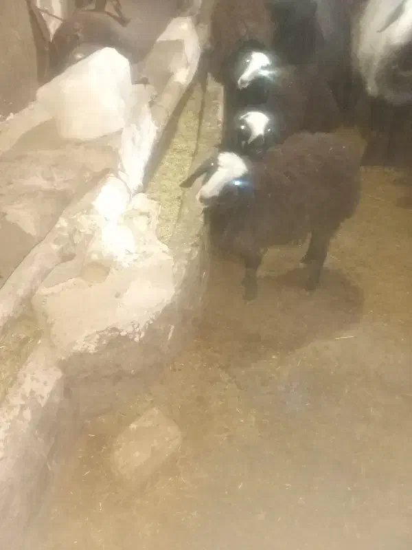 گوسفند|حیوانات مزرعه|اسفرورین, |دیوار