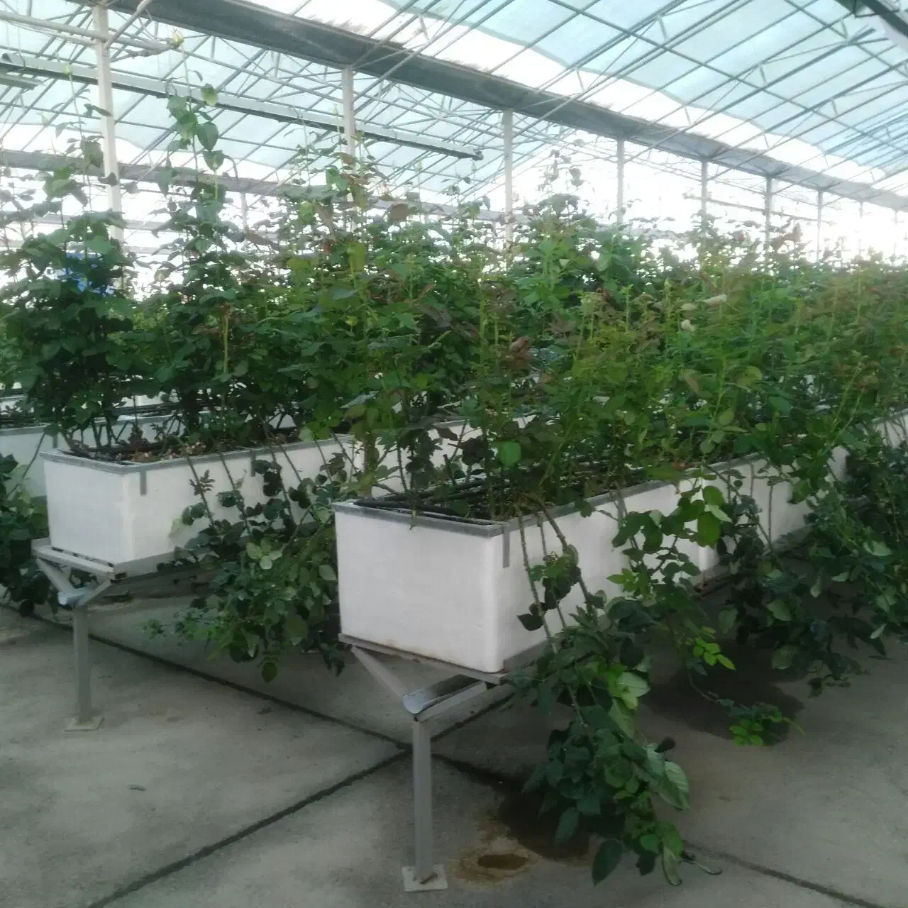 نیروی تولید گلخانه|استخدام خدمات فروشگاه و رستوران|آبیک, |دیوار