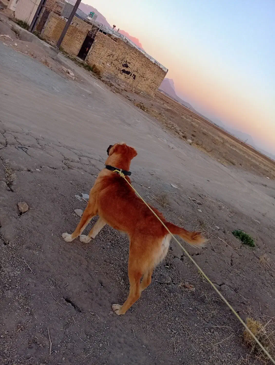 واگذاری|سگ|کرمانشاه, |دیوار