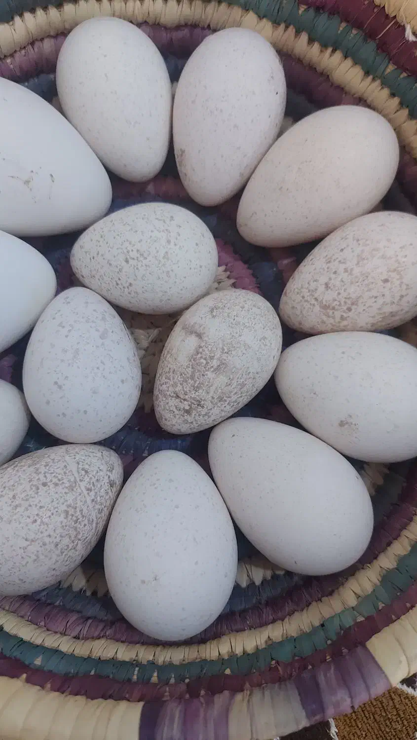 تخم بوقلمون نطفه دار|حیوانات مزرعه|بهبهان, |دیوار