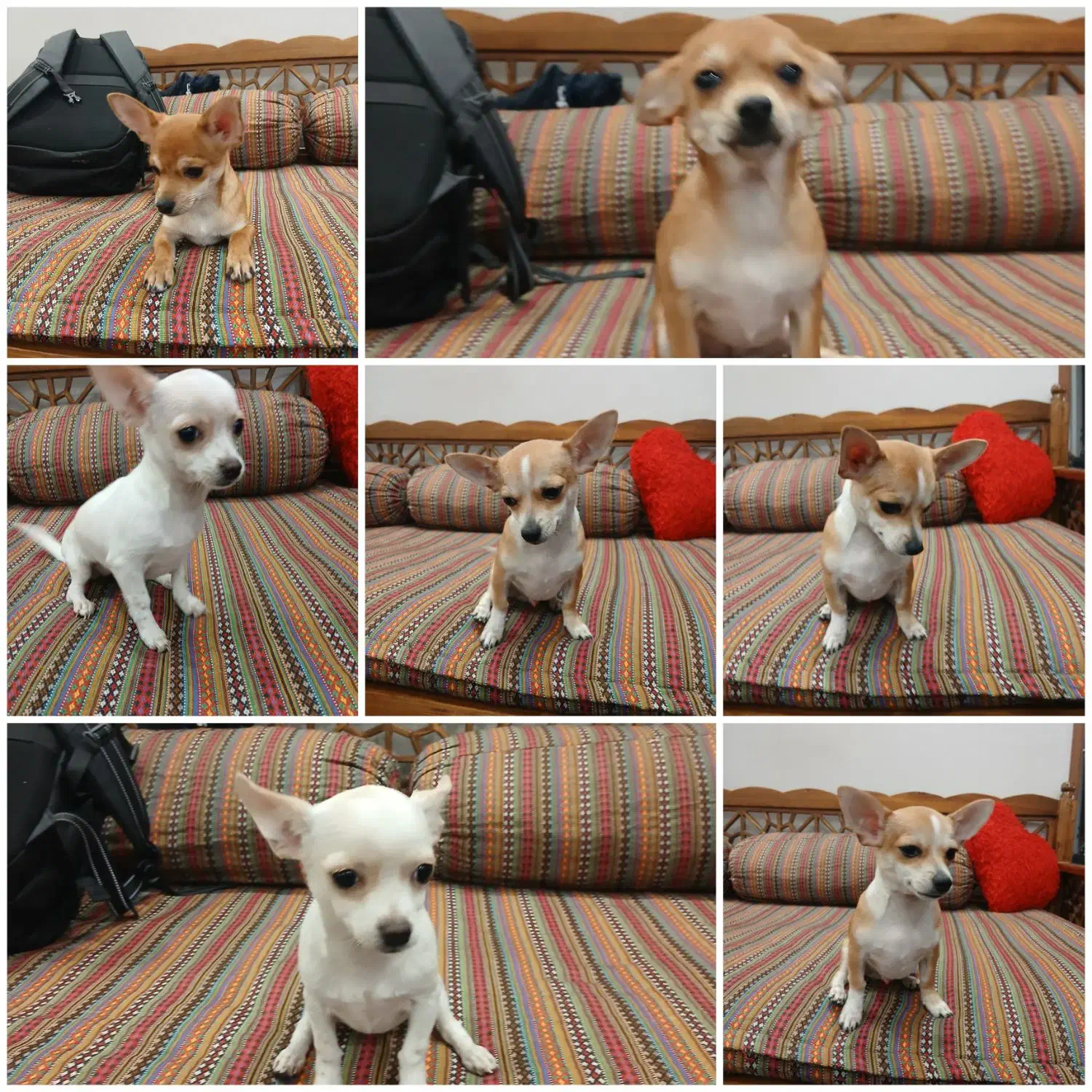 شیواوا|سگ|تهران, چوب تراش|دیوار