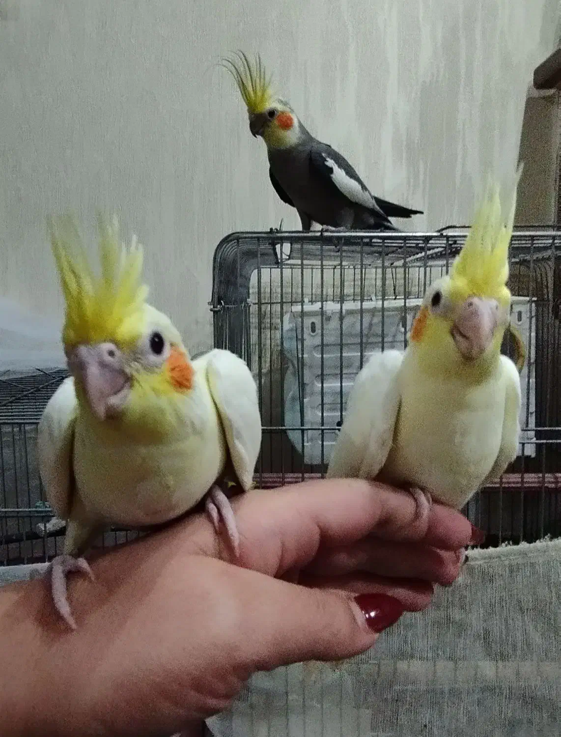 عروس هلندی|پرنده|محلات, |دیوار