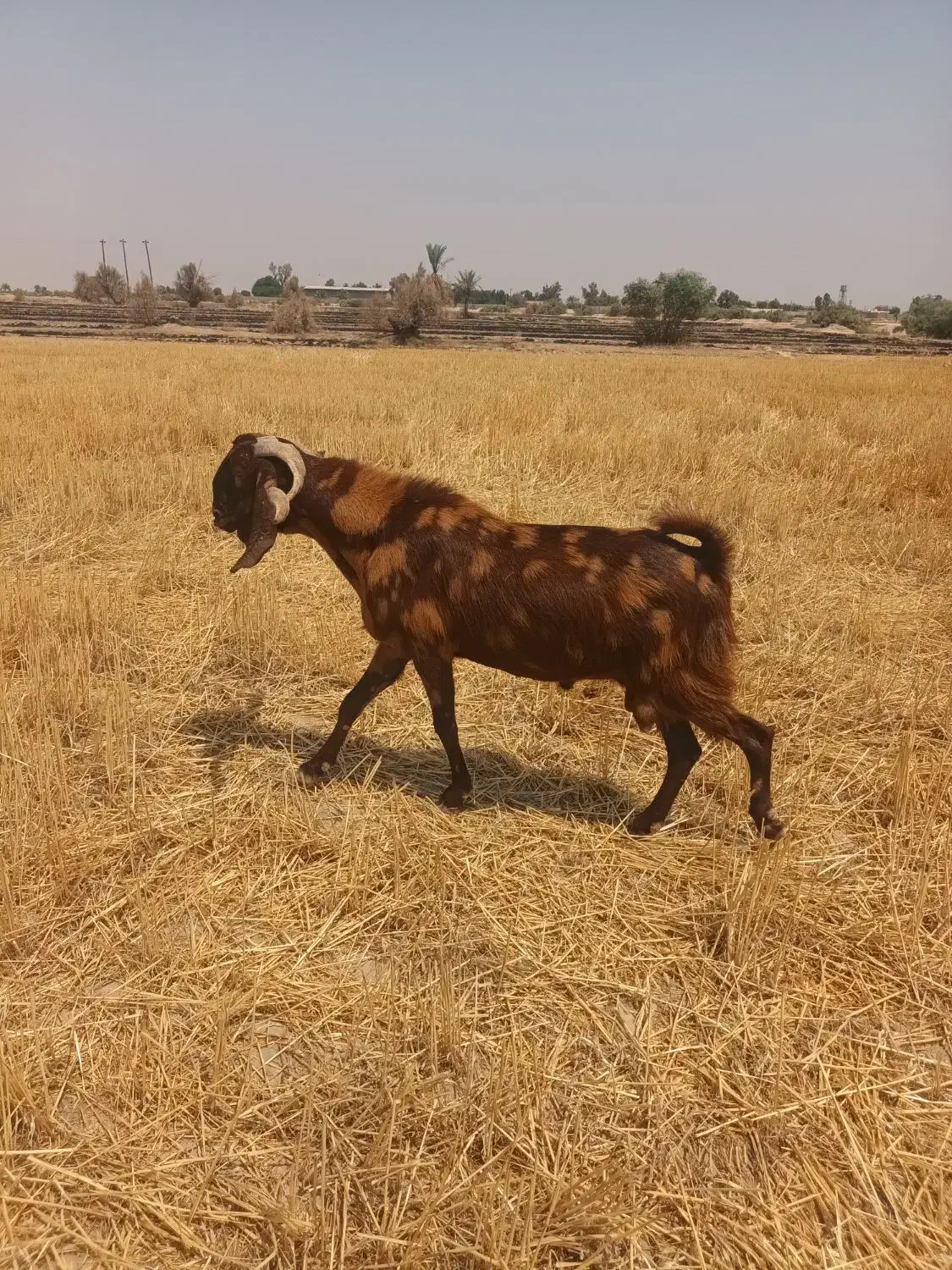 بزنربزغاله|حیوانات مزرعه|هندیجان, |دیوار