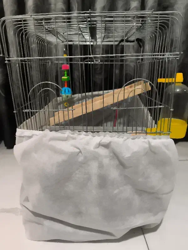 عروس هلندی نر با قفس و وسایل کامل .|پرنده|کرج, خرمدشت|دیوار