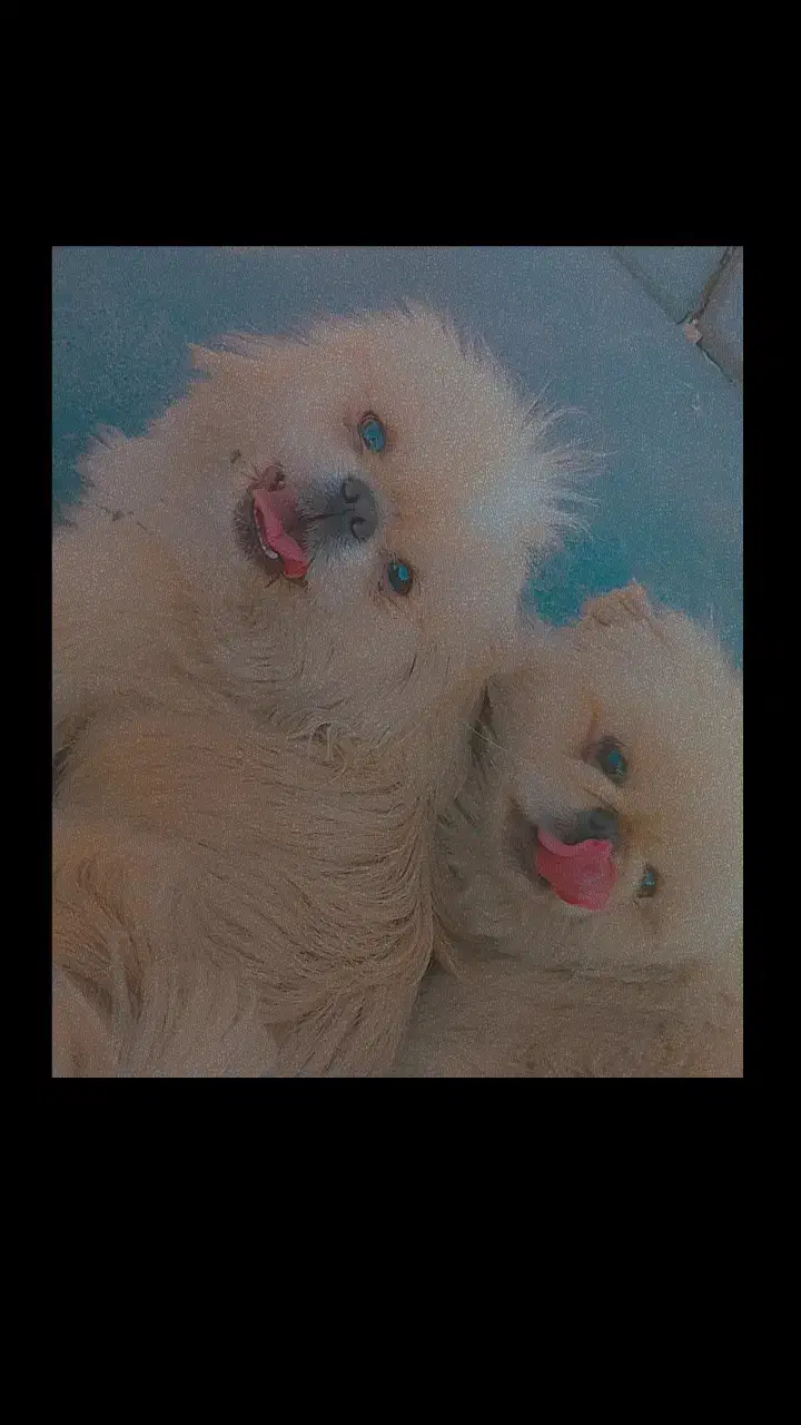 سگ پیکینیز|سگ|کرمان, |دیوار