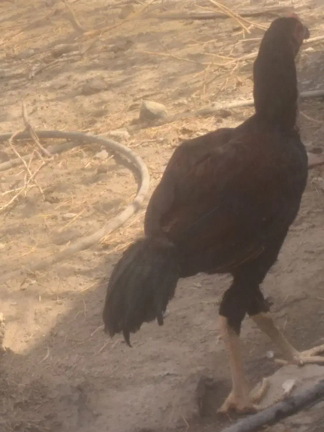 دو تا جوجه خروس اصلا وسالم وچابهاری|حیوانات مزرعه|میناب, |دیوار