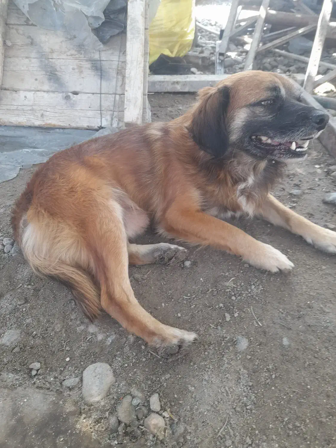 فروش سگ|سگ|جیرفت, |دیوار