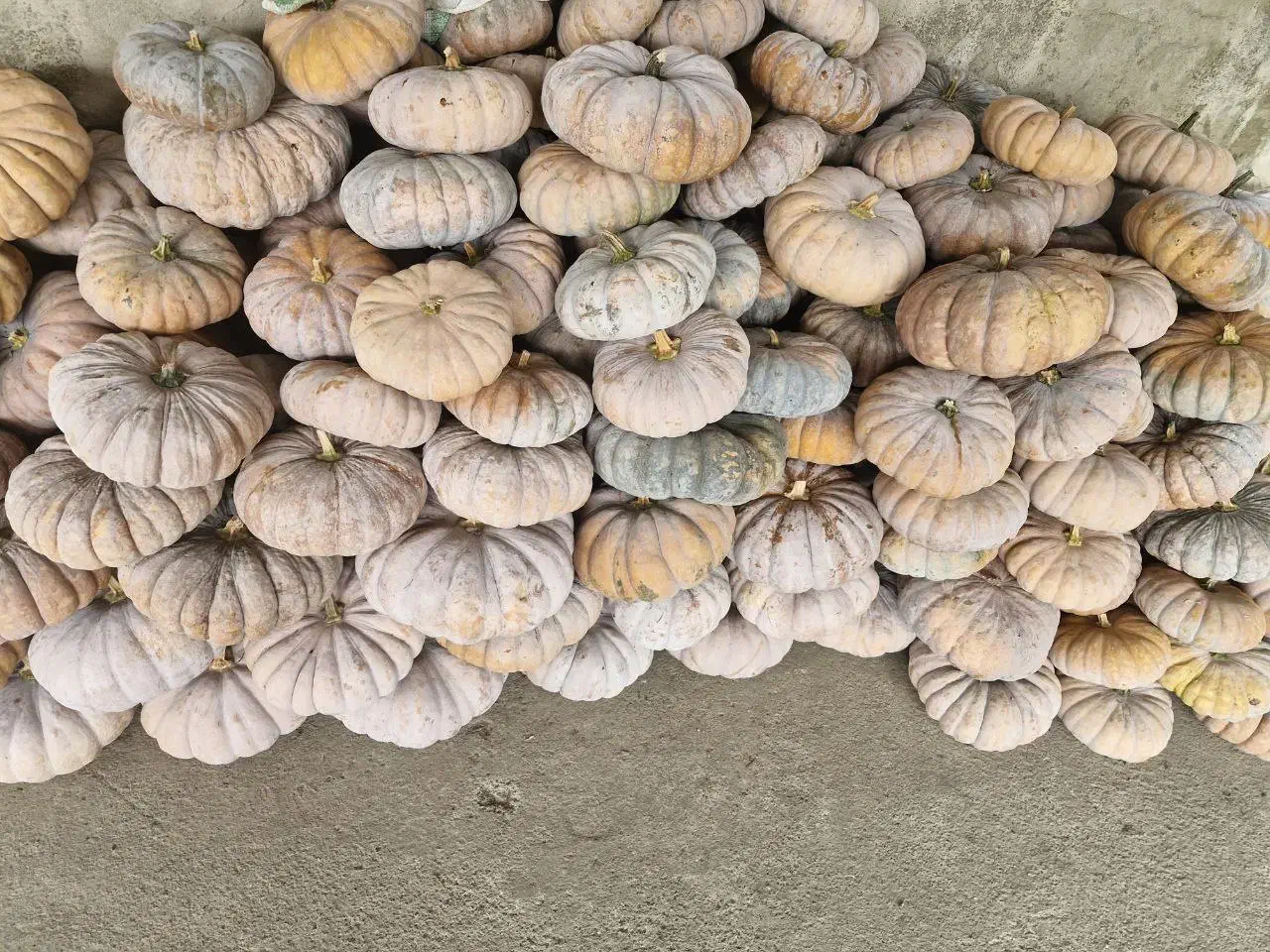 کدو انجیری (انجیلی)ضیابر|خوردنی و آشامیدنی|ضیابر, |دیوار