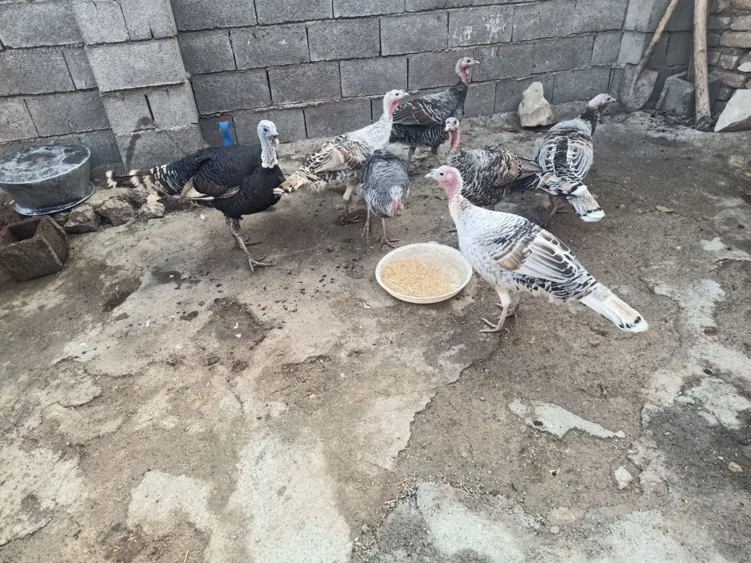 فروش بوقلمون|پرنده|روانسر, |دیوار