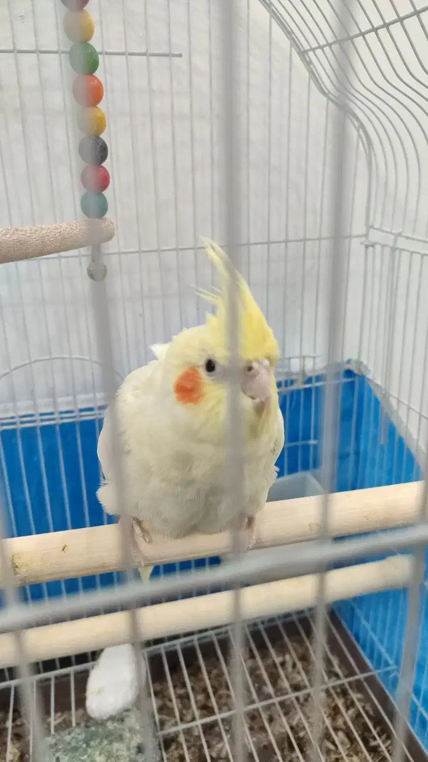 عروس هلندی نر و ماده|پرنده|مبارکه, |دیوار