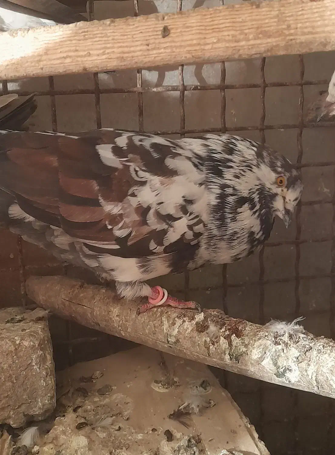 فروش ۷ یا ۸ تا کفتر|پرنده|هشتگرد, شهرک ولیعصر (مصلی)|دیوار