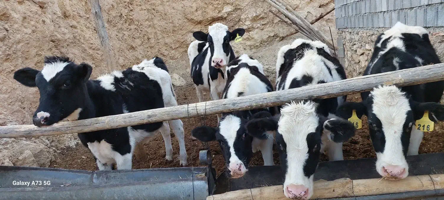 فروش گوساله تلیسه هلشتاین و گوساله نر سمینتال|حیوانات مزرعه|خفر, |دیوار