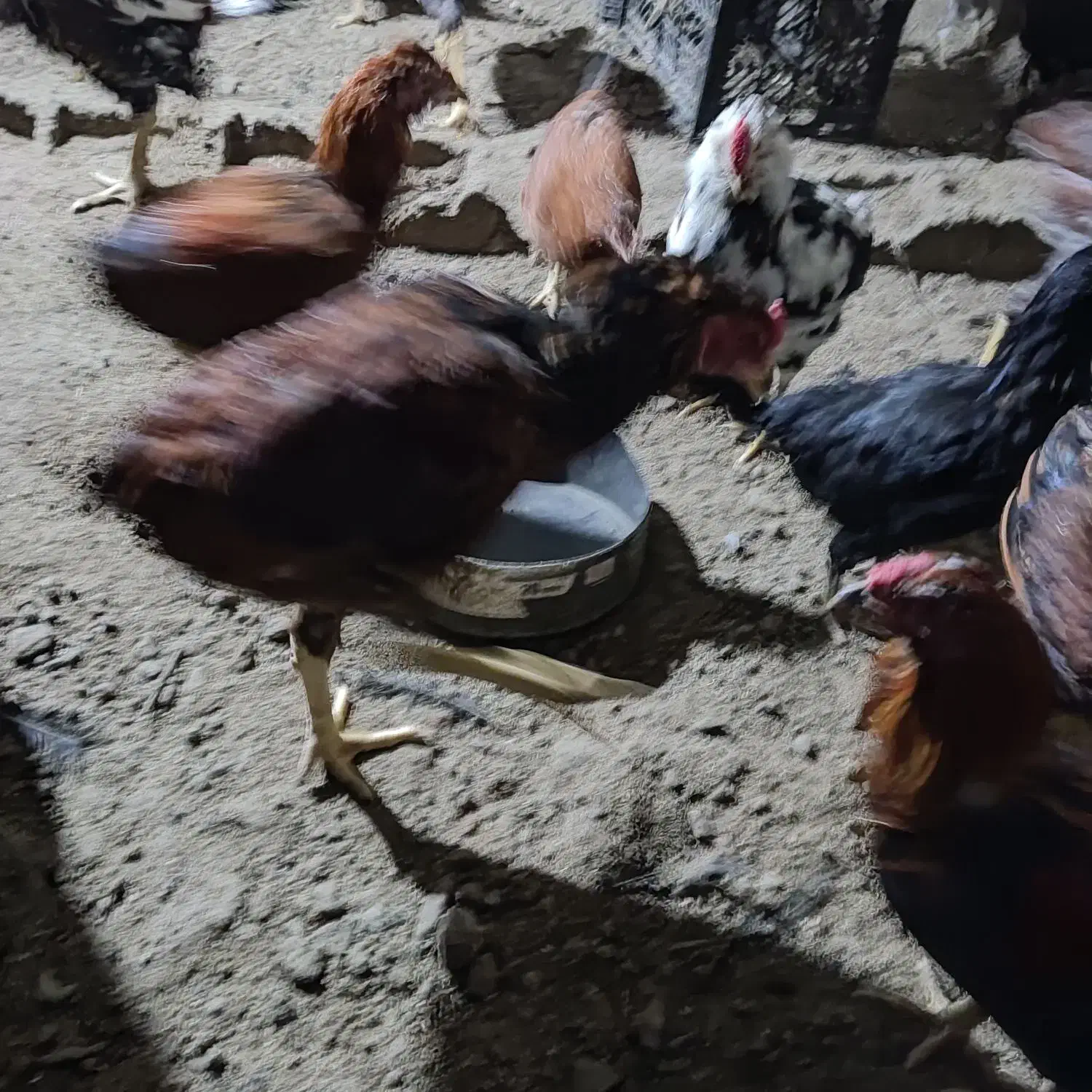 مرغ خروس لاری گلین|حیوانات مزرعه|هشتگرد, شهرک ایران خودرو|دیوار