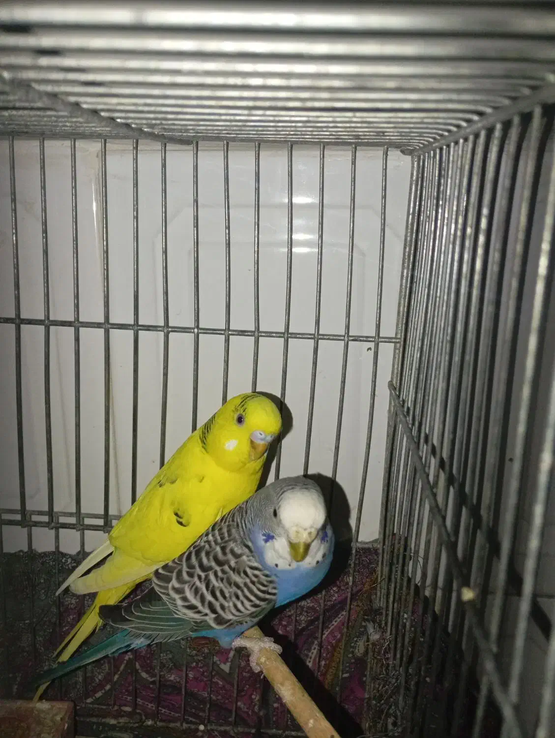 یک جفت مرغ عشق|پرنده|آوج, |دیوار