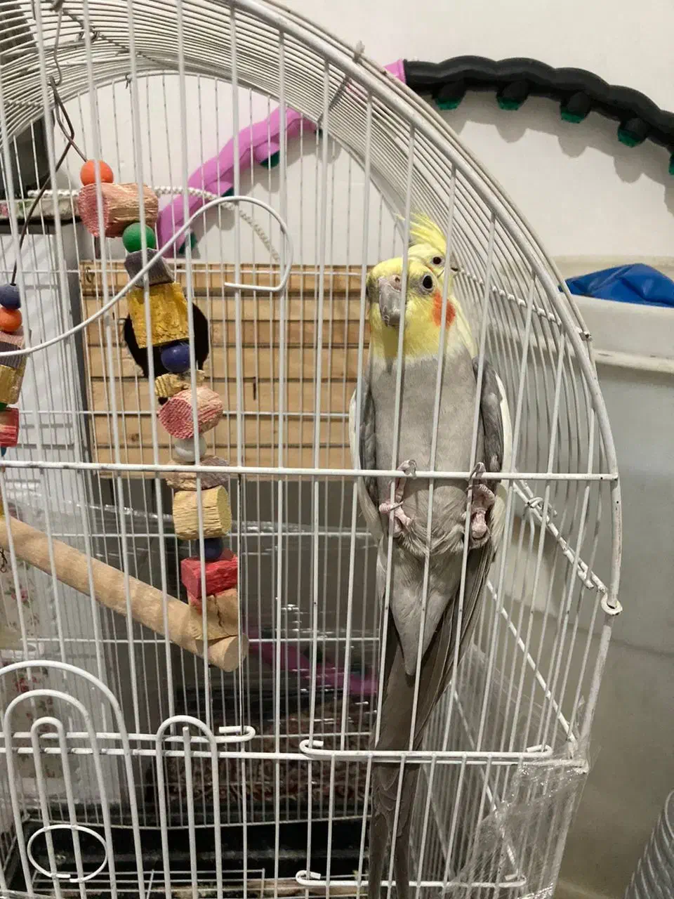 عروس هلندی جفت|پرنده|فردوسیه, |دیوار