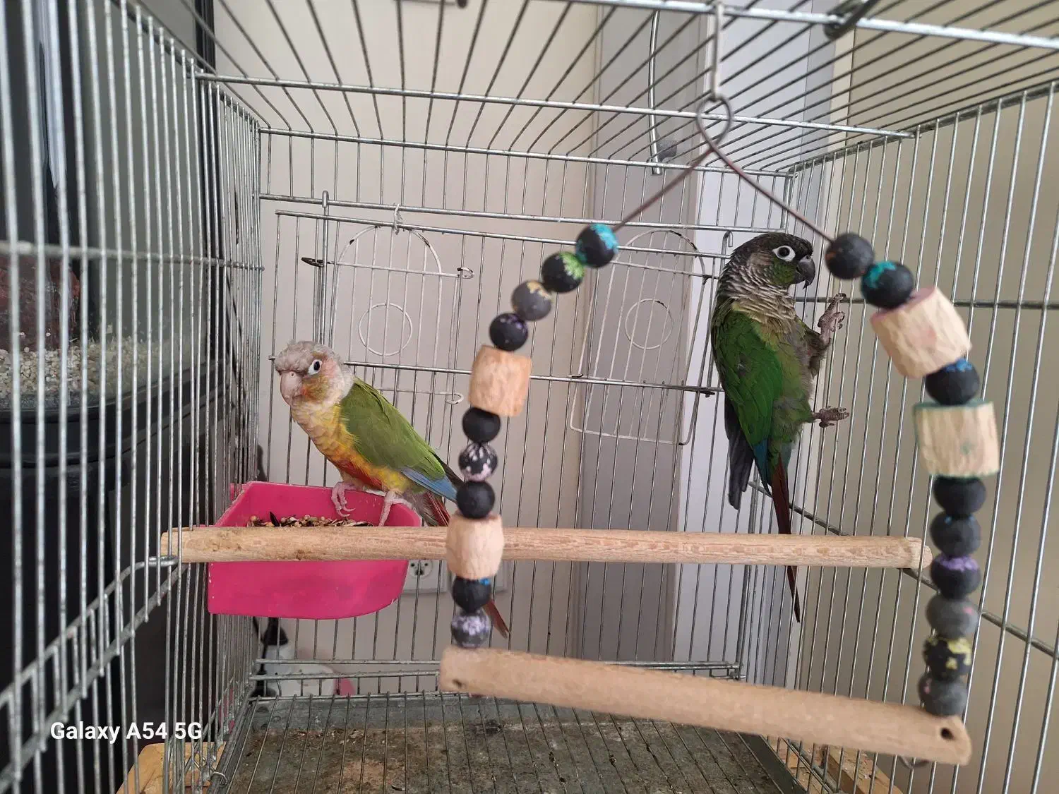 گرینچیک مولد|پرنده|اصفهان, سپاهان‌شهر|دیوار