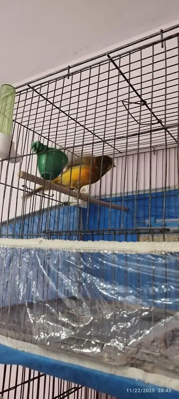 قناری سوپری بلند|پرنده|رباطکریم, رباطکریم|دیوار