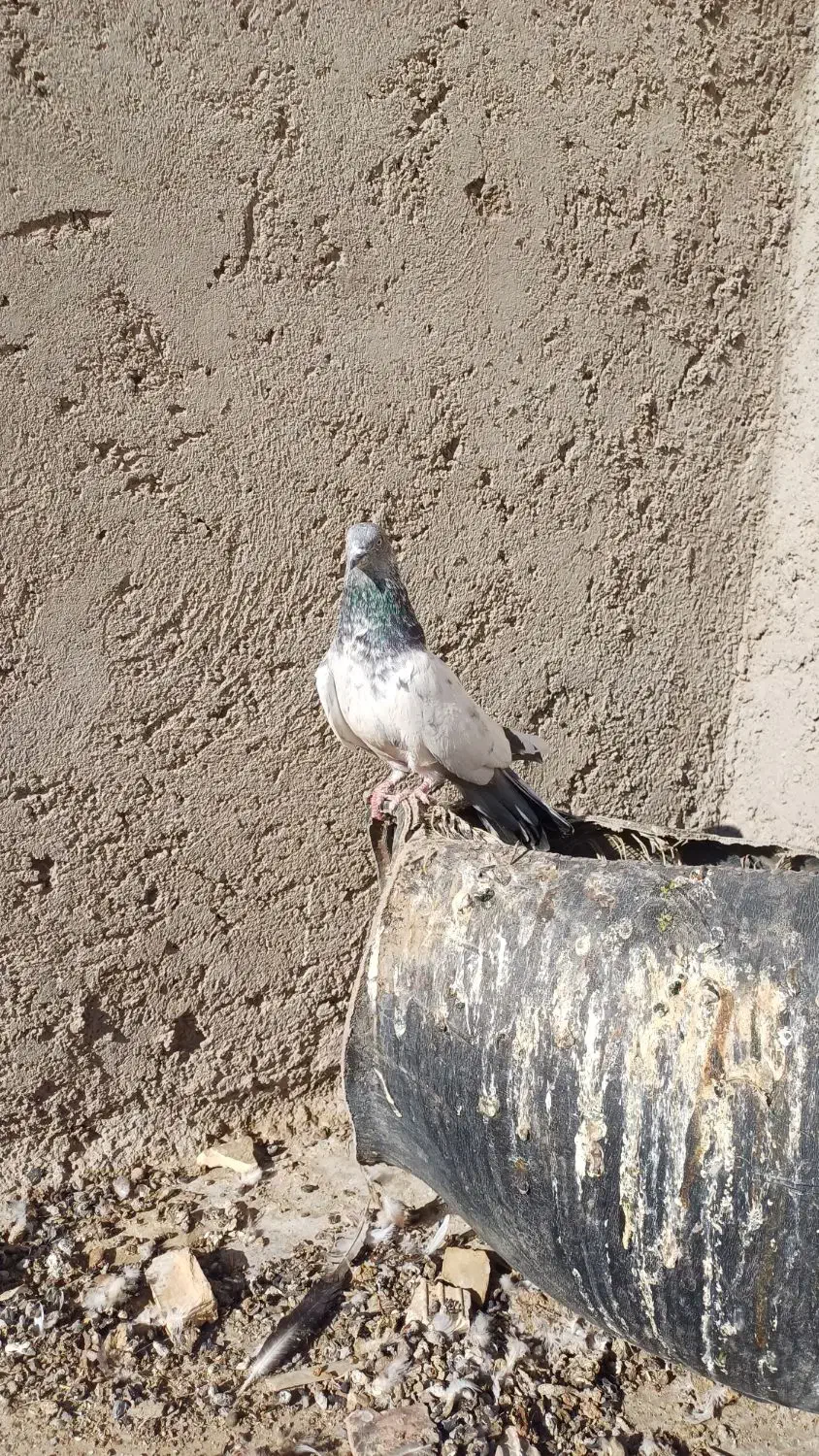 ۳تا پرشی|پرنده|جزنیک, |دیوار